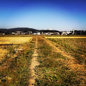 20151031収穫の季節に